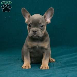 Calvin, French Bulldog Puppy